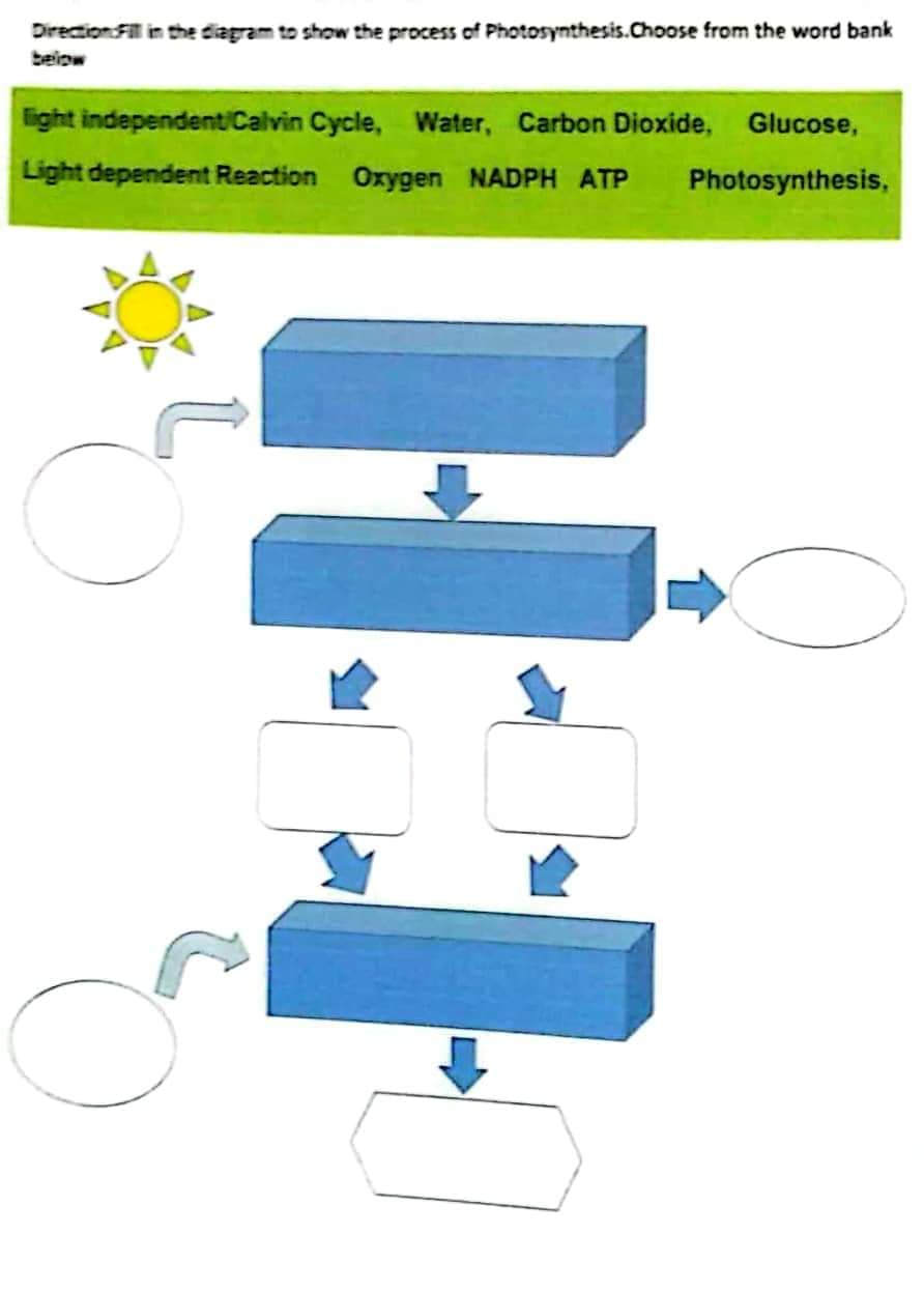 Direction Fill in the diagram to show the process of Photosynthesis.Choose from the word bank
light independent Calvin Cycle, Water, Carbon Dioxide, Glucose,
Light dependent Reaction Oxygen NADPH ATP Photosynthesis,