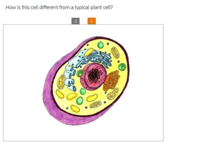 How is this cell different from a typical plant cell?
D
VLAD