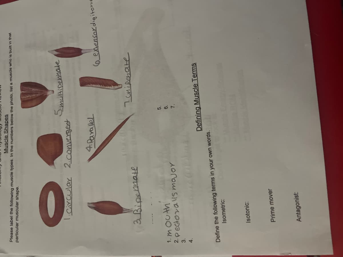 Muscle Shapes
Please label the following muscle types. In the numbers below the photo, list a muscle who is built in that
particular muscular shape.
Circular 2.convergent
SumulAipenhate
4Parallel
7Cnipenate
3Bipennate
5.
1. m Outh
2. pectovalis major
6.
3.
7.
4.
Defining Muscle Terms
Define the following terms in your own words. AL
Isometric:
Isotonic:
Prime mover
Antagonist:

