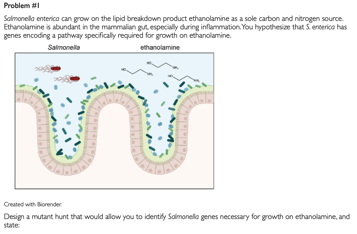 Problem #1
Salmonella enterica can grow on the lipid breakdown product ethanolamine as a sole carbon and nitrogen source.
Ethanolamine is abundant in the mammalian gut, especially during inflammation. You hypothesize that S. enterica has
genes encoding a pathway specifically required for growth on ethanolamine.
Salmonella
ethanolamine
HO
HO
"NH₂
HO
NH₂
"NH₂
LUM
Created with Biorender.
Design a mutant hunt that would allow you to identify Salmonella genes necessary for growth on ethanolamine, and
state: