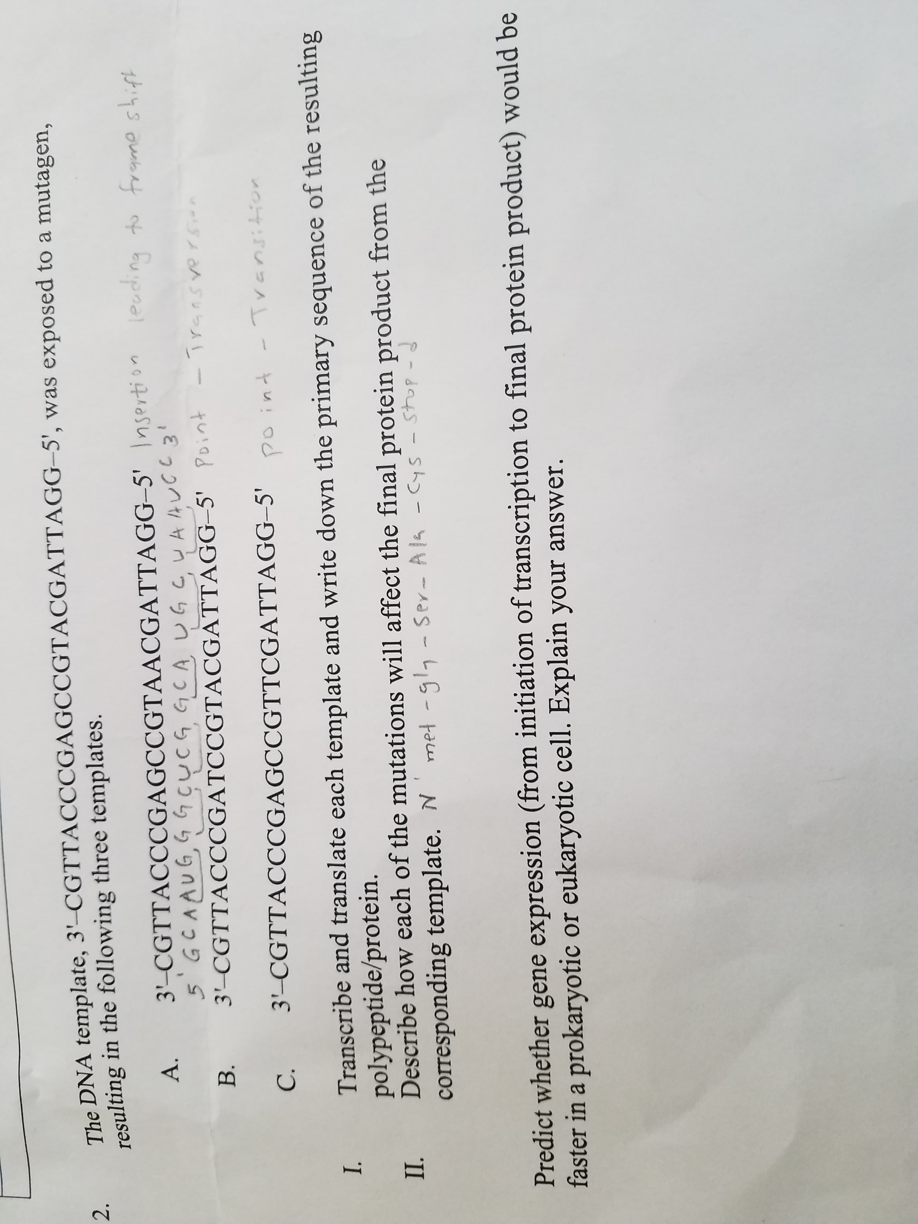 I.
The DNA template, 3'–CGTTACCCGAGCOCGTACGATTAGG–5', was exposed to a mutagen,
resulting in the following three templates.
2.
A.
3'–CGTTACCCGAGCCGTAACGATTAGG-5' nserti on
leuding to frame shift
B. 3-CGTTACCCGATCCGTACGATTAGG–5' Point - Transversin
C.
3'-CGTTACCCGAGCCGTTCGATTAGG–5'
Transition
I. Transcribe and translate each template and write down the primary sequence of the resulting
polypeptide/protein.
Describe how each of the mutations will affect the final protein product from the
corresponding template. N
met -gla - Ser- Ala -cys -Stup-d
Predict whether gene expression (from initiation of transcription to final protein product) would be
faster in a prokaryotic or eukaryotic cell. Explain your answer.
