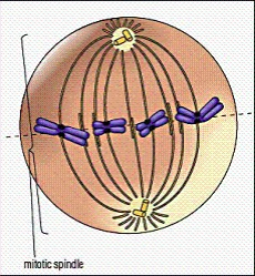 mitotic spindle
