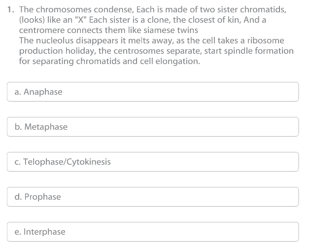 1. The chromosomes condense, Each is made of two sister chromatids,
(looks) like an "X" Each sister is a clone, the closest of kin, And a
centromere connects them like siamese twins
The nucleolus disappears it melts away, as the cell takes a ribosome
production holiday, the centrosomes separate, start spindle formation
for separating chromatids and cell elongation.
a. Anaphase
b. Metaphase
c. Telophase/Cytokinesis
d. Prophase
e. Interphase
