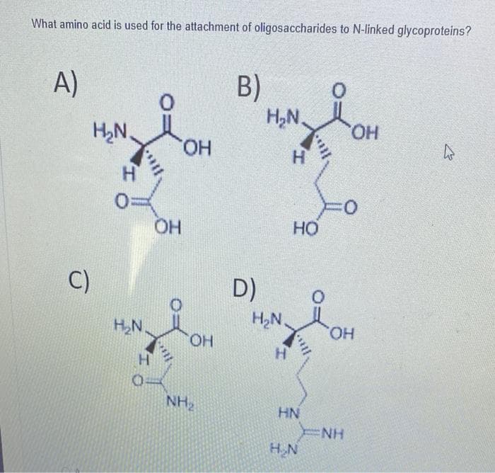 What amino acid is used for the attachment of oligosaccharides to N-linked glycoproteins?
A)
C)
H₂N.
Н
H₂N.
Н
ОН
He
ОН
OH
NH₂
B)
D)
H2N
H₂N.
H
Н
HO
silly
HN
H₂N
ОН
NH
0
OH
W