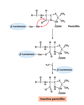 B-Lactamase -Ser- OH cooH
H
R-Č-N-
CH3
H
N-
CH
CH3
B-Lactamase - Ser-ÖH
соон
Penicillin
H H
the
CH,
R-C-N-C-ç
H
CH
CH,
B-Lactamase -Ser-o
соон
н
H,0
B-Lactamase
H H
CH,
R-Č-N-C-ç
H
CH,
N-
соон
Inactive penicillin
