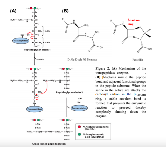 (A)
(B)
L-Ala
D-Glu
B-lactam
ring
HN-(Glyl,-N-y)
CH,
HC-CH, D Ala
CH,
Ser-öH C-o
Transpeptidase
HC-CH, D-Ala
čoo
он
OH
Peptidoglycan chain 1
D-Ala
D-Ala-D-Ala PG Terminus
Penicillin
Figure 2. (A) Mechanism of the
transpeptidase enzyme.
(B) B-lactams mimie the peptide
bond and adjacent functional groups
in the peptide substrate. When the
L-Ala
LAla
D-Glu
D-Glu
H,N-(Glyls-N-B-Lys)
H,N-(Glyls-N-Lys)
D-Ala
C-O
NH
serine in the active site attacks the
HC-CH,
Peptidoglycan chain 2
carbonyl carbon in the B-lactam
ring, a stable covalent bond is
formed that prevents the enzymatic
proceed
completely shutting down the
он
Ser
Ser
Transpeptidase
reaction
thereby
to
Transpeptidase
enzyme.
LAla
L-Ala
D-Glu
N-Acetylglucosamine
(GicNAC)
DGlu
(Glyls--Lys)-(D-Ala)- (Glyls--Lys)-
N-Acetylmuramic
acid (Mur2NAc)
D-Ala
DAla
Cross-linked peptidoglycan
