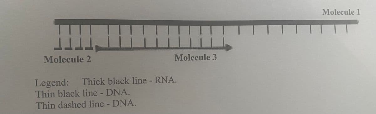 11
Molecule 2
Molecule 3
Legend: Thick black line - RNA.
Thin black line - DNA.
Thin dashed line - DNA.
Molecule 1