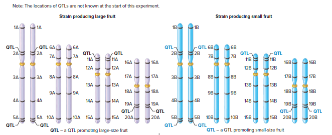 Note: The locations of QTLS are not known at the start of this experiment.
Strain producing large fruit
Strain producing small frult
1A
1A
1B
1B
QTL-
QTL-
- QTL 6B
QTL 6A
2A
7A
6A
6B
QTL
QTL
7B
QTL
28
QTL
7A
7B
11A
11B
16B
12B
11A
11B
16A
16A
16B
12A
12A
12B
8A 8A
17A
17A
3B 3B
178
178
ЗА
3A
8B
13A
13A
138
13B
9A
9A
18A
18A
9B
9B
188
18B
4A
4A
14A
14A
4B
14B
14B
19A
19A
198
19B
QTL
LQTL
208
QTL-
QTL-
БА
SA 10A
10A 15A
15A 20A
20A
БВ
5B
10B,
10B
158
158 20B
- QTL
QTL -a QTL promoting small-size frult
QTL
QTL
QTL-
QTL - a QTL promoting large-size fruit
