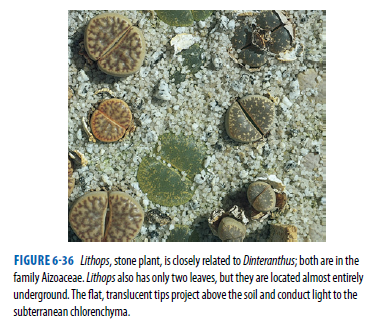FIGURE 6-36 Lithops, stone plant, is closely related to Dinteranthus; both are in the
family Aizoaceae. Lithops also has only two leaves, but they are located almost entirely
underground. The flat, translucent tips project above the soil and conduct light to the
subterranean chlorenchyma.
