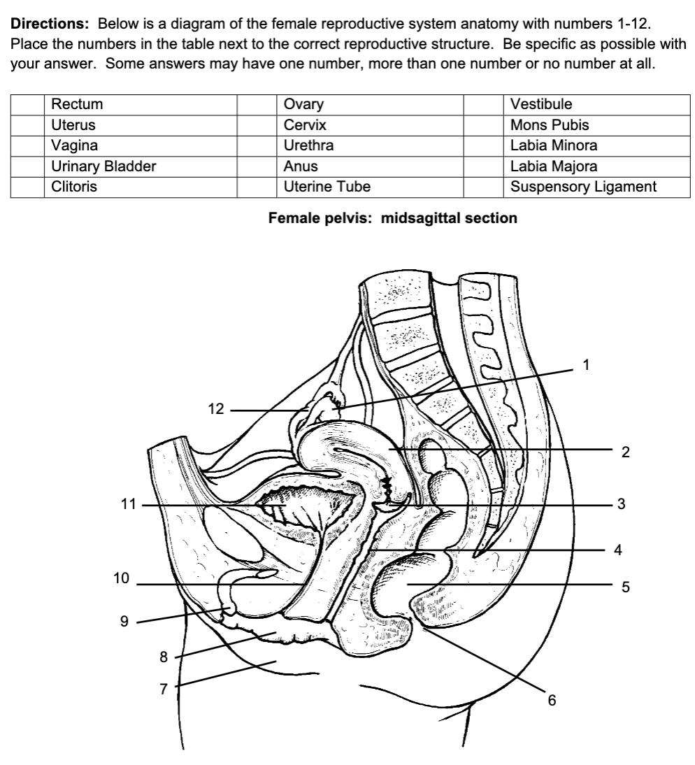 Directions: Below is a diagram of the female reproductive system anatomy with numbers 1-12.
Place the numbers in the table next to the correct reproductive structure. Be specific as possible with
your answer. Some answers may have one number, more than one number or no number at all.
Rectum
Uterus
Vagina
Urinary Bladder
Clitoris
11
10
9
8
7
12
Ovary
Cervix
Urethra
Anus
Uterine Tube
Female pelvis: midsagittal section
Vestibule
Mons Pubis
Labia Minora
Labia Majora
Suspensory Ligament
2016-
6
1
2
3
4
5