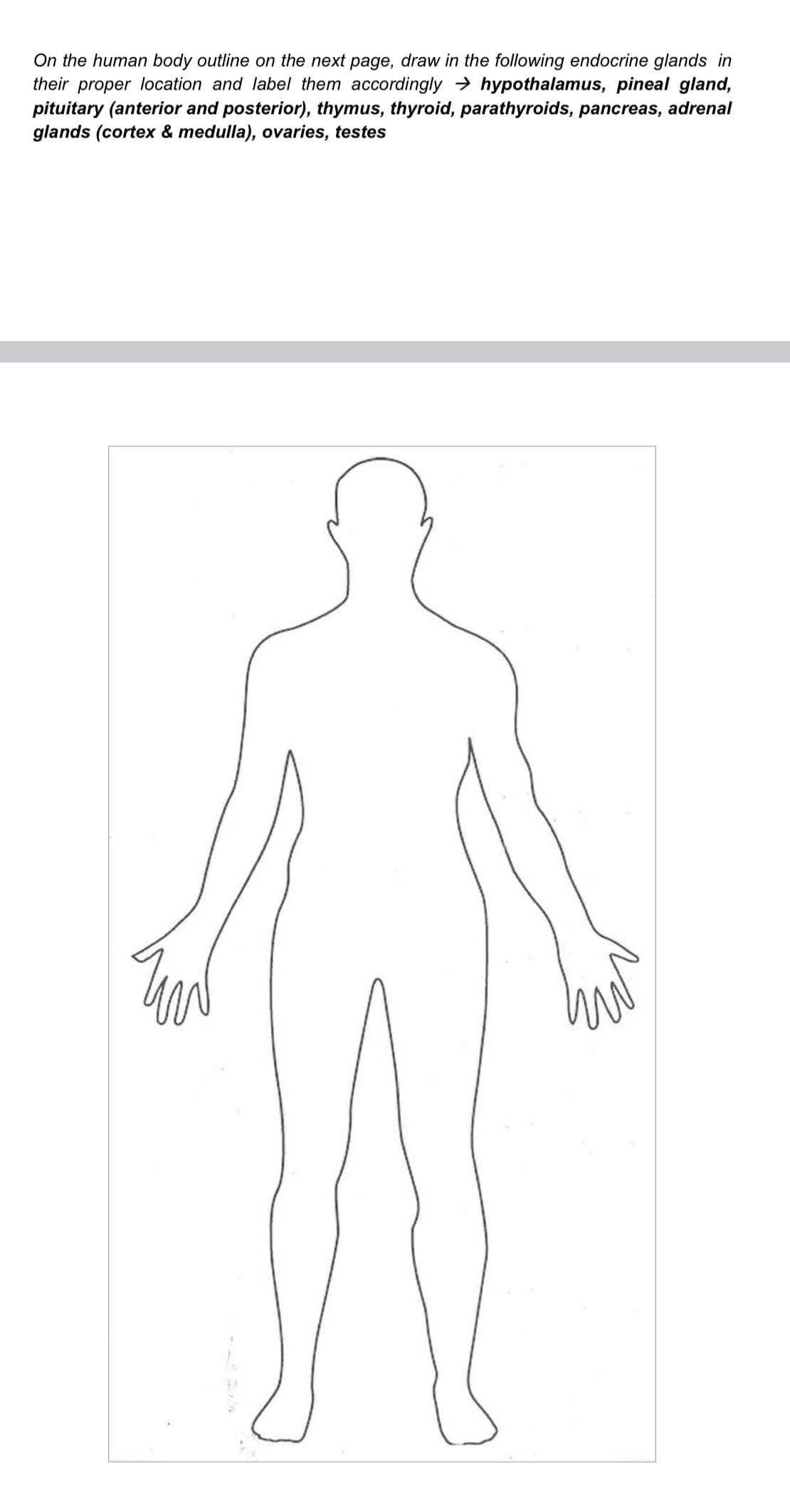 On the human body outline on the next page, draw in the following endocrine glands in
their proper location and label them accordingly → hypothalamus, pineal gland,
pituitary (anterior and posterior), thymus, thyroid, parathyroids, pancreas, adrenal
glands (cortex & medulla), ovaries, testes
11
