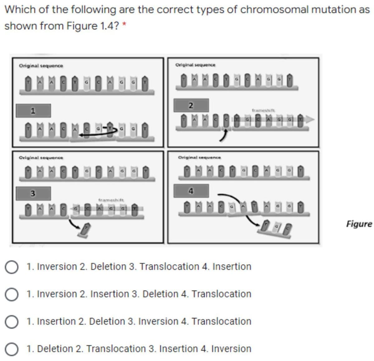 Which of the following are the correct types of chromosomal mutation as
shown from Figure 1.4? *
Original sequence
Original sequence
2
trameshift
Original sequence
Original sequence
3
frameshift
Figure
1. Inversion 2. Deletion 3. Translocation 4. Insertion
1. Inversion 2. Insertion 3. Deletion 4. Translocation
O 1. Insertion 2. Deletion 3. Inversion 4. Translocation
1. Deletion 2. Translocation 3. Insertion 4. Inversion
