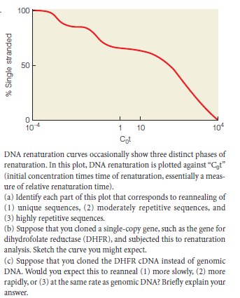 100
50
104
1
10
104
Cot
DNA renaturation curves occasionally show three distinct phases of
renaturation. In this plot, DNA renaturation is plotted against “C,t"
(initial concentration times time of renaturation, essentially a meas-
ure of relative renaturation time).
(a) Identify each part of this plot that corresponds to reannealing of
(1) unique sequences, (2) moderately repetitive sequences, and
(3) highly repetitive sequences.
(b) Suppose that you cloned a single-copy gene, such as the gene for
dihydrofolate reductase (DHFR), and subjected this to renaturation
analysis. Sketch the curve you might expect.
(c) Suppose that you cloned the DHFR CDNA instead of genomic
DNA. Would you expect this to reanneal (1) more slowly, (2) more
rapidly, or (3) at the same rate as genomic DNA? Briefly explain your
answer.
% Single stranded
