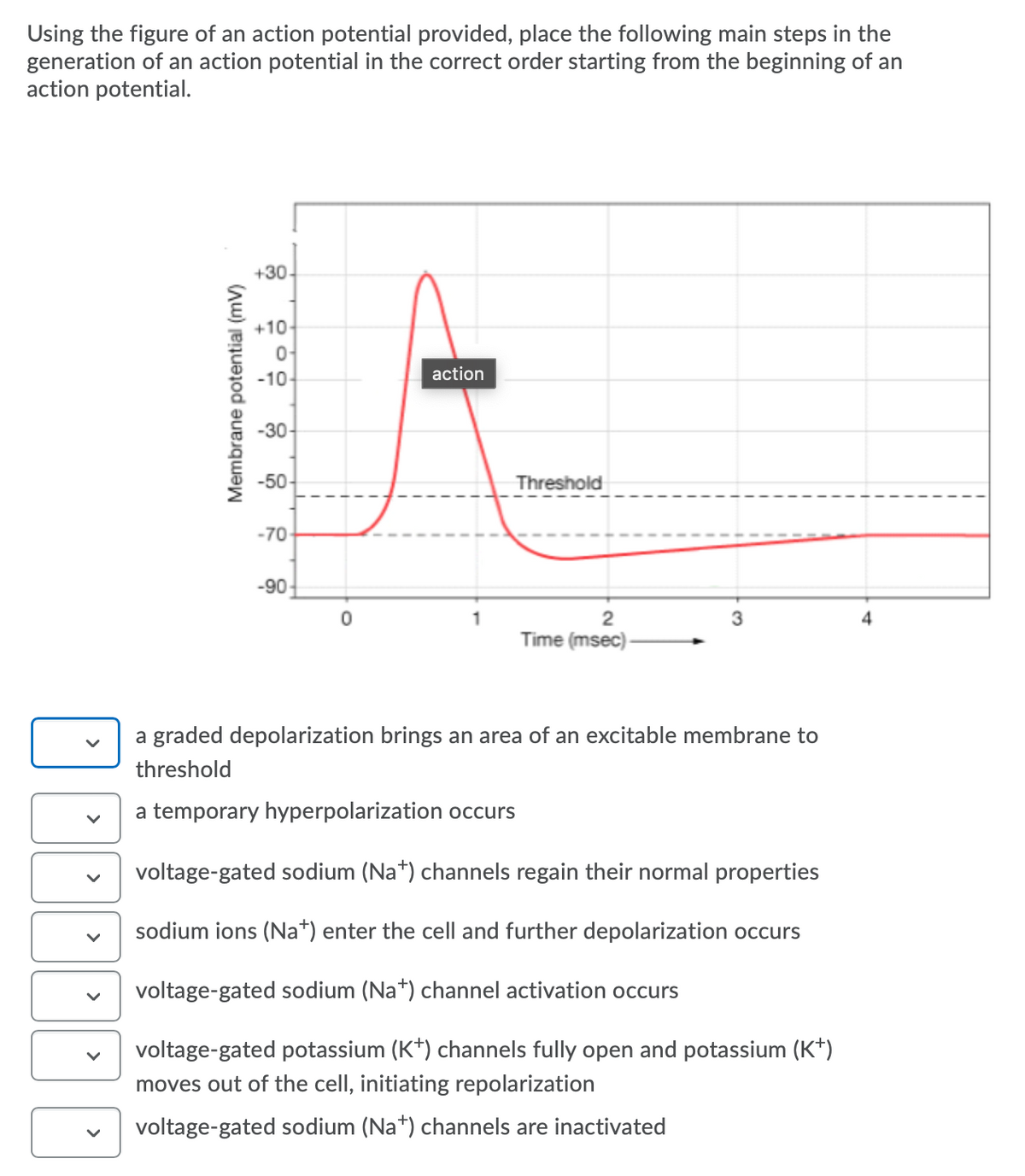 Using the figure of an action potential provided, place the following main steps in the
generation of an action potential in the correct order starting from the beginning of an
action potential.
+30-
+10-
-10-
action
-30-
-50-
Threshold
-70
-90-
3
Time (msec)
a graded depolarization brings an area of an excitable membrane to
threshold
a temporary hyperpolarization occurs
voltage-gated sodium (Na*) channels regain their normal properties
sodium ions (Na*) enter the cell and further depolarization occurs
voltage-gated sodium (Na*) channel activation occurs
voltage-gated potassium (K*) channels fully open and potassium (K*)
moves out of the cell, initiating repolarization
voltage-gated sodium (Na*) channels are inactivated
Membrane potential (mV)
>
>
>
>
>
