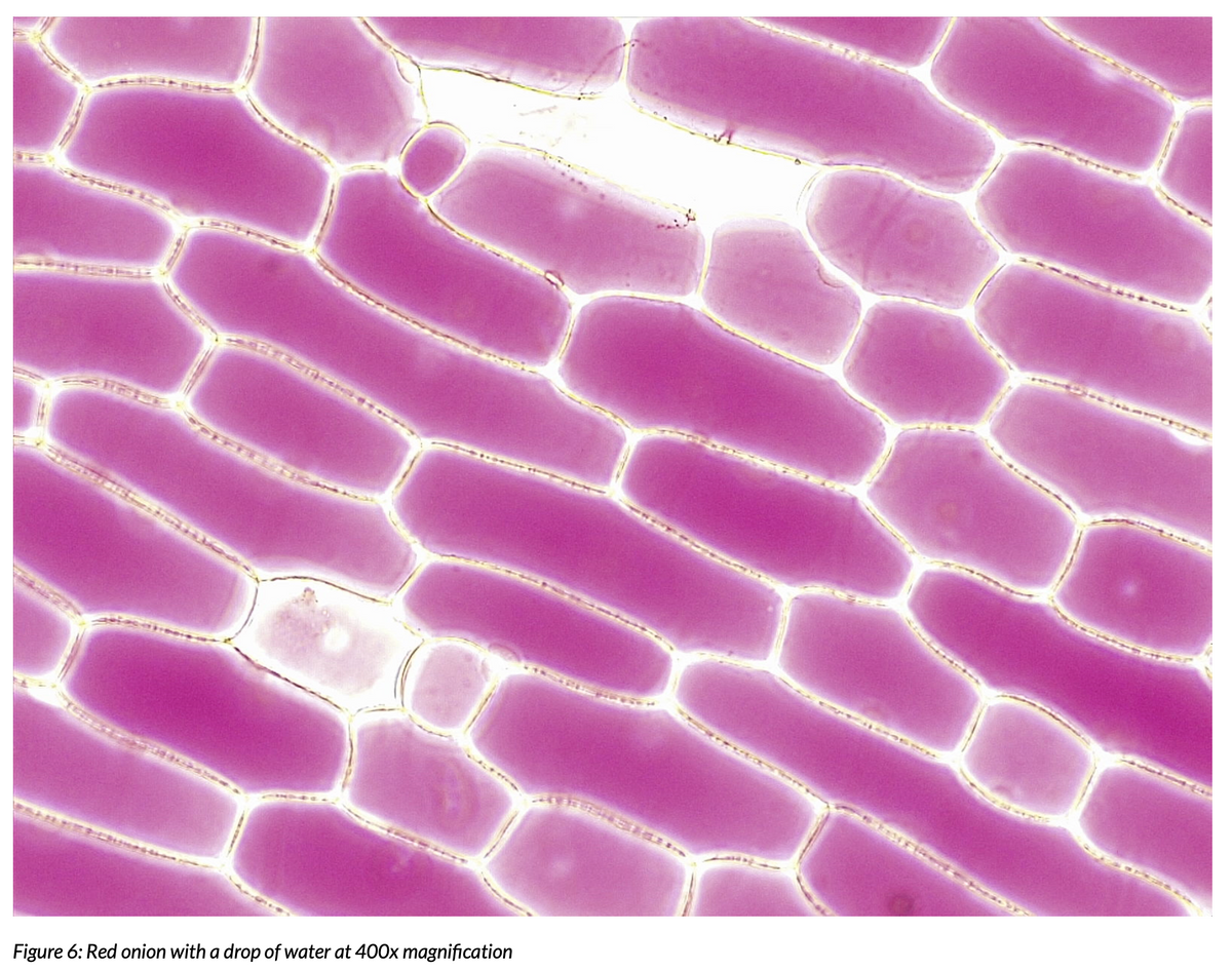 Figure 6: Red onion with a drop of water at 400x magnification
