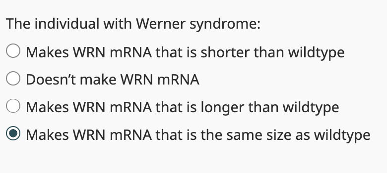 The individual with Werner syndrome:
O Makes WRN mRNA that is shorter than wildtype
Doesn't make WRN mRNA
O Makes WRN mRNA that is longer than wildtype
Makes WRN mRNA that is the same size as wildtype