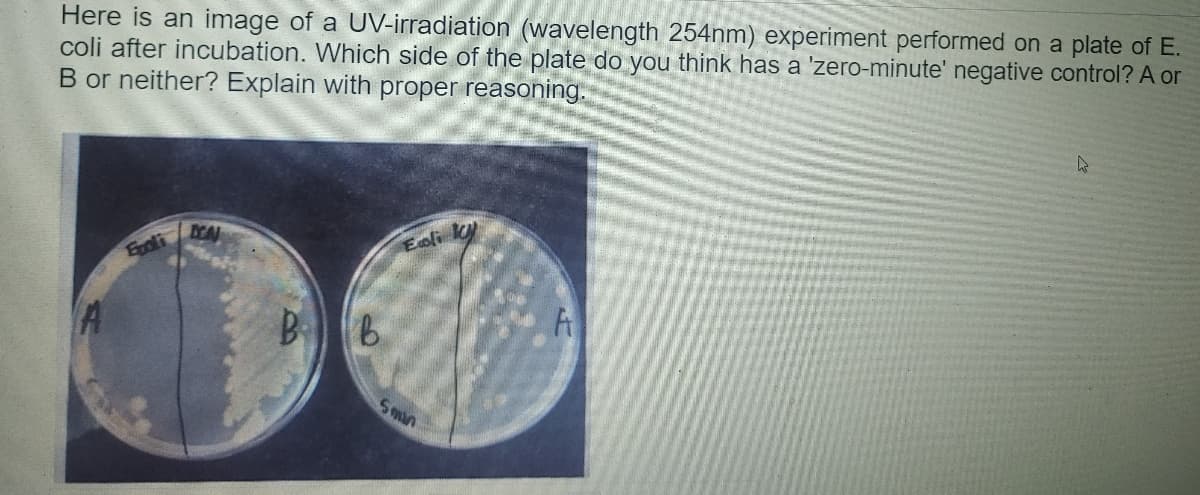 Here is an image of a UV-irradiation (wavelength 254nm) experiment performed on a plate of E.
coli after incubation. Which side of the plate do you think has a 'zero-minute' negative control? A or
B or neither? Explain with proper reasoning.
ICA
Exoli
Eoli ky
