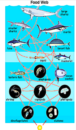 Food Web
large
sharks
smaller
sharks
marlin
tuna
lancet fish
squid
mackerel
lantern fish
ocean
sunfish
amphipods
shrimp
copepods
pteropods
dinoflagellates
diatoms
