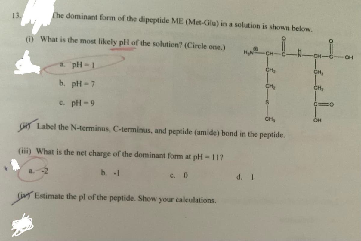 13.
The dominant form of the dipeptide ME (Met-Glu) in a solution is shown below.
(i) What is the most likely pH of the solution? (Circle one.)
a.
a. pH = 1
b. pH = 7
c. pH=9
(iii) What is the net charge of the dominant form at pH = 11?
b. -1
c. 0
H₂N
Estimate the pl of the peptide. Show your calculations.
CH
CH3
Label the N-terminus, C-terminus, and peptide (amide) bond in the peptide.
d. 1
CH₂
CH₂
S
CH- C-OH
CH₂
CH₂
11
C10
OH