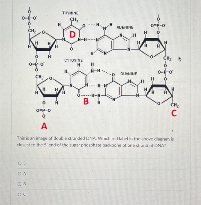 O=P-O
OD
O A
CH₂
OB
OC
H
0 H
O=P-o
CH₂
H
H
H
0
O=P-0
9
A
H
H
H
H
THYMINE
CH3
CYTOSINE
H
H
TH
N-H..
Н
0-
B
H
H
H
1
N-H
H-N
H-N-
H
ADENINE
H
H
GUANINE
H
H
H
H
O=P-0
H
H
H
CH₂
O=P-0
0
This is an image of double stranded DNA. Which red label in the above diagram is
closest to the 5' end of the sugar phosphate backbone of one strand of DNA?
H
CH₂
C