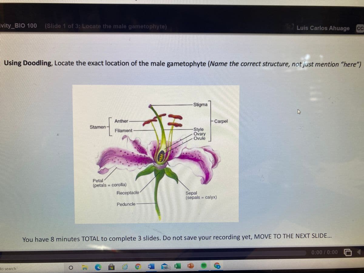 ivity_BIO 100 (Slide 1 of 3: Locate the male gametophyte)
LLuis Carlos Ahuage
CC
Using Doodling, Locate the exact location of the male gametophyte (Name the correct structure, not just mention "here")
Stigma
Anther
Carpel
Stamen
Style
Ovary
Ovule
Filament
Petal
(petals corolla)
%3D
Sepal
(sepals = calyx)
Receptacle
Peduncle
You have 8 minutes TOTAL to complete 3 slides. Do not save your recording yet, MOVE TO THE NEXT SLIDE...
0:00 / 0:00 D
to search
99+
0
