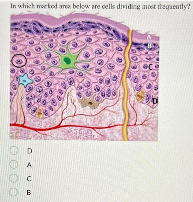 In which marked area below are cells dividing most frequently?
OD
A
C
B
A
B
C