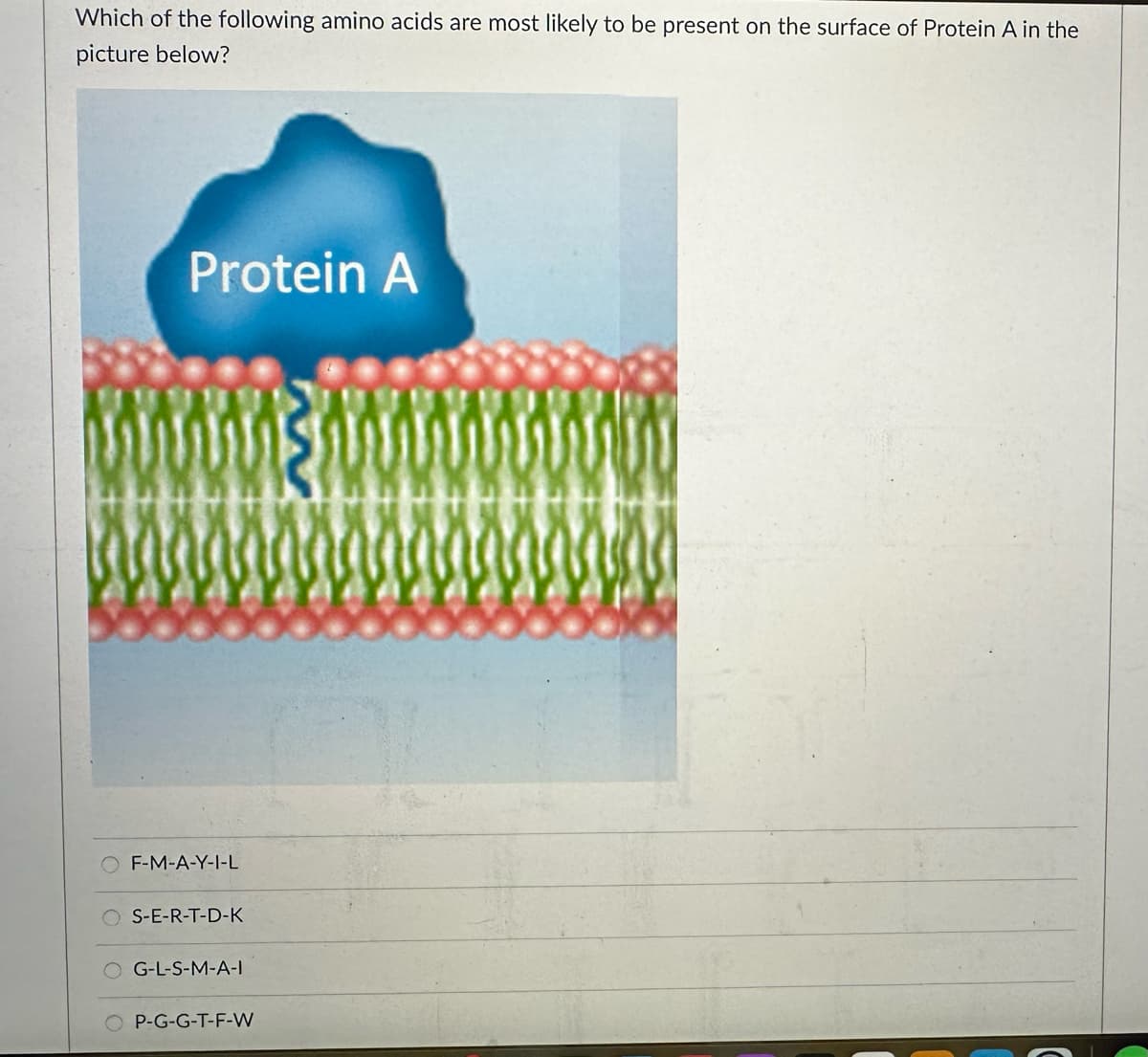 Which of the following amino acids are most likely to be present on the surface of Protein A in the
picture below?
Protein A
F-M-A-Y-I-L
S-E-R-T-D-K
G-L-S-M-A-I
P-G-G-T-F-W