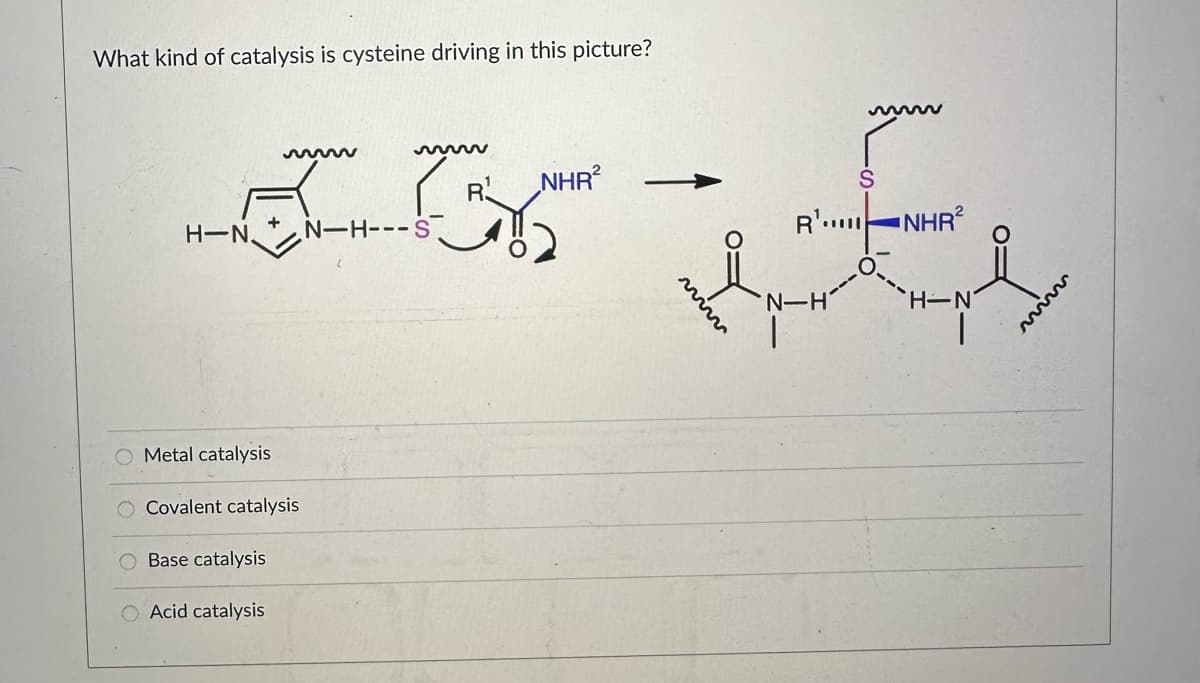 What kind of catalysis is cysteine driving in this picture?
S
Los i fy
R……—NHR
N-H---S
O.
N-H
H-N
H-N.
O Metal catalysis
Covalent catalysis
Base catalysis
O Acid catalysis
NHR²