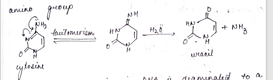 anino
NH
NH2
tautomerism
H20
+ NH3
HN
H.
wracil
waminaled to a
ANA
dea
