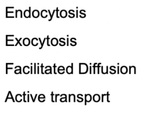 Endocytosis
Exocytosis
Facilitated Diffusion
Active transport