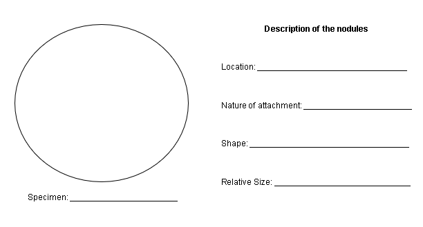 Description of the nodules
Location:
Nature of attachment:
Shape:
Relative Size:
Specimen:
