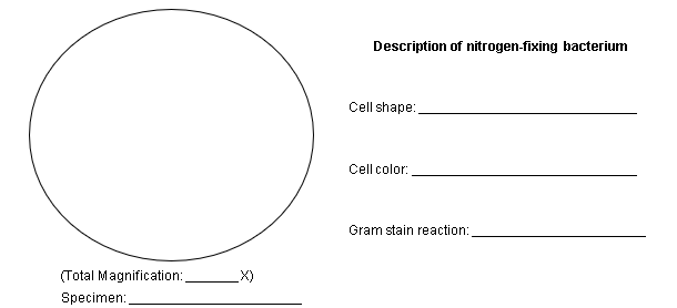 Description of nitrogen-fixing bacterium
Cell shape:
Cell color:
Gram stain reaction:
(Total Magnification:
X)
Specimen:
