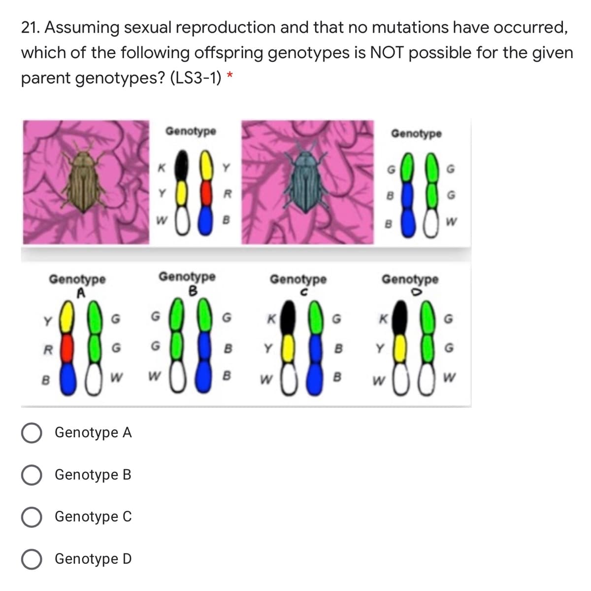21. Assuming sexual reproduction and that no mutations have occurred,
which of the following offspring genotypes is NOT possible for the given
parent genotypes? (LS3-1) *
Genotype
Genotype
Genotype
B
Genotype
Genotype
Genotype
K
K
G
G
B
B
W
Genotype A
Genotype B
Genotype C
O Genotype D
