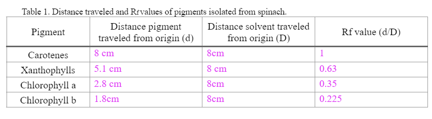 Table 1. Distance traveled and Rfvalues of pigments isolated from spinach.
Pigment
Distance solvent traveled
from origin (D)
Distance pigment
traveled from origin (d)
8 cm
5.1 cm
2.8 cm
Carotenes
Xanthophylls
Chlorophyll a
Chlorophyll b 1.8cm
8cm
8 cm
8cm
8cm
1
0.63
0.35
0.225
Rf value (d/D)