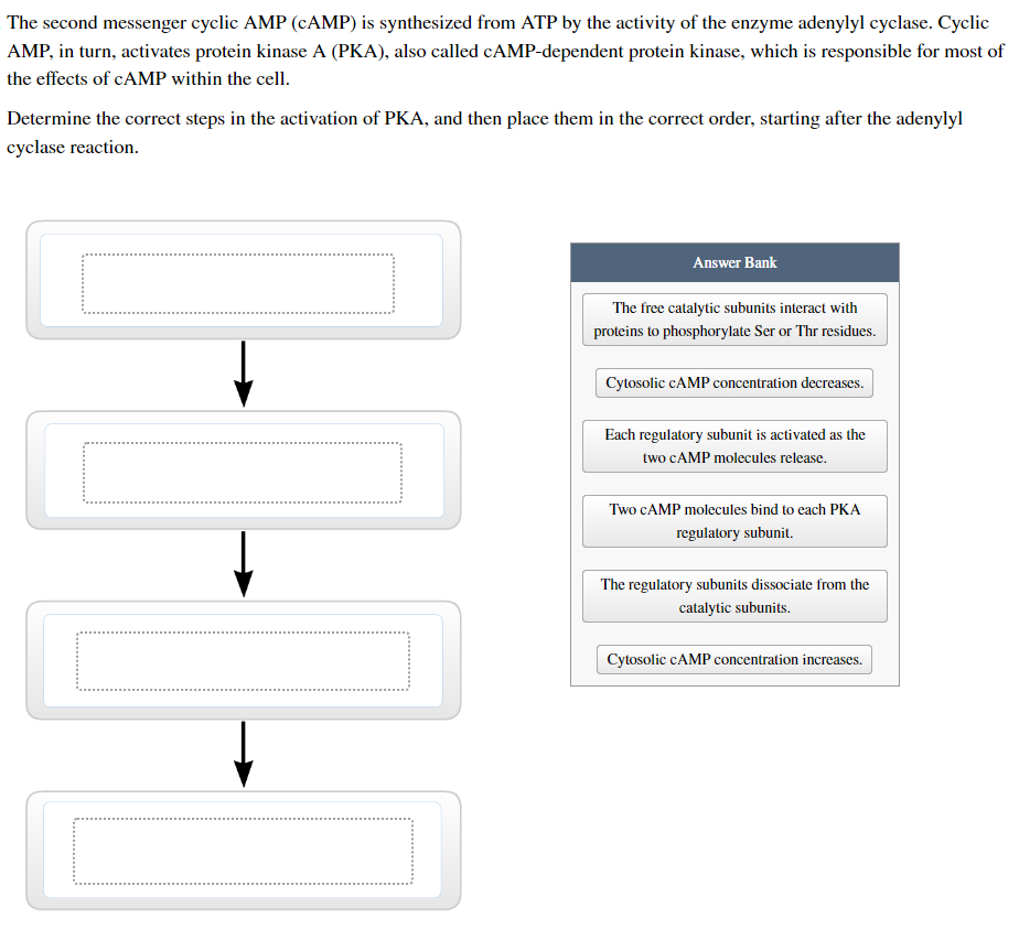 The second messenger cyclic AMP (CAMP) is synthesized from ATP by the activity of the enzyme adenylyl cyclase. Cyclic
AMP, in turn, activates protein kinase A (PKA), also called cAMP-dependent protein kinase, which is responsible for most of
the effects of CAMP within the cell.
Determine the correct steps in the activation of PKA, and then place them in the correct order, starting after the adenylyl
cyclase reaction.
↓
Answer Bank
The free catalytic subunits interact with
proteins to phosphorylate Ser or Thr residues.
Cytosolic CAMP concentration decreases.
Each regulatory subunit is activated as the
two cAMP molecules release.
Two CAMP molecules bind to each PKA
regulatory subunit.
The regulatory subunits dissociate from the
catalytic subunits.
Cytosolic CAMP concentration increases.