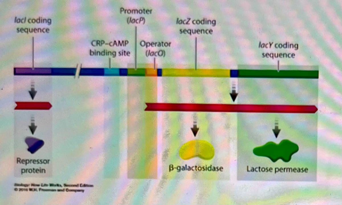 lack coding
sequence
Repressor
protein
©20 X and Compar
Promoter
(JacP)
CRP-CAMP
binding site
Operator
(Jaco)
lacz coding
sequence
B-galactosidase
lacy coding
sequence
Lactose permease