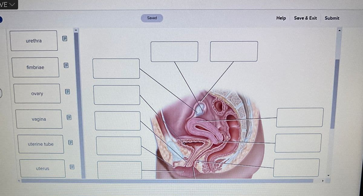 VE V
urethra
fimbriae
ovary
vagina
uterine tube
uterus
I
Saved
Help
Save & Exit
Submit