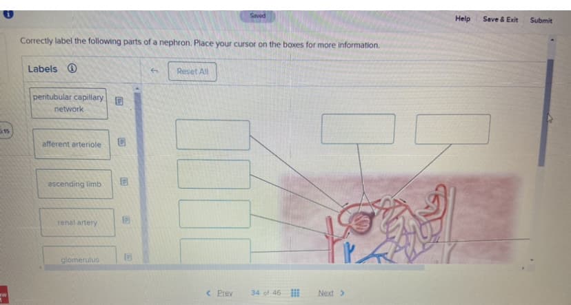 5:15
ww
Correctly label the following parts of a nephron. Place your cursor on the boxes for more information.
Labels
peritubular capillary
network
afferent arteriole C
ascending limb
renal artery
C
glomerulus
(15)
(05
5
Reset All
100
Saved
< Prev
34 of 46
K
Next >
Help
Save & Exit
Submit