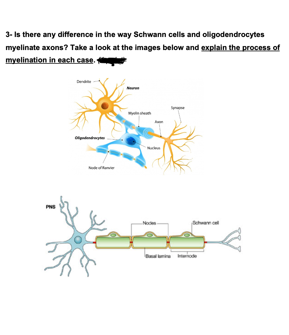 3- Is there any difference in the way Schwann cells and oligodendrocytes
myelinate axons? Take a look at the images below and explain the process of
myelination in each case.
Dendrite
Neuron
Synapse
Myelin sheath
Axon
Oligodendrocytes
Nucleus
Node of Ranvier
PNS
Nodes
Schwann cell
Basal lamina
Internode
