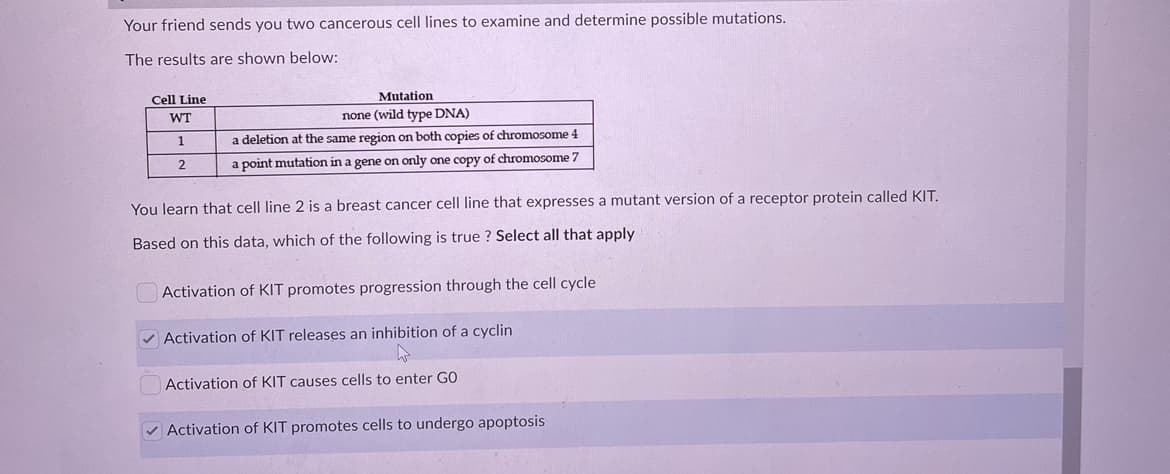Your friend sends you two cancerous cell lines to examine and determine possible mutations.
The results are shown below:
Cell Line
Mutation
WT
none (wild type DNA)
1
a deletion at the same region on both copies of chromosome 4
a point mutation in a gene on only one copy of chromosome 7
You learn that cell line 2 is a breast cancer cell line that expresses a mutant version of a receptor protein called KIT.
Based on this data, which of the following is true ? Select all that apply
Activation of KIT promotes progression through the cell cycle
V Activation of KIT releases an inhibition of a cyclin
Activation of KIT causes cells to enter GO
V Activation of KIT promotes cells to undergo apoptosis
