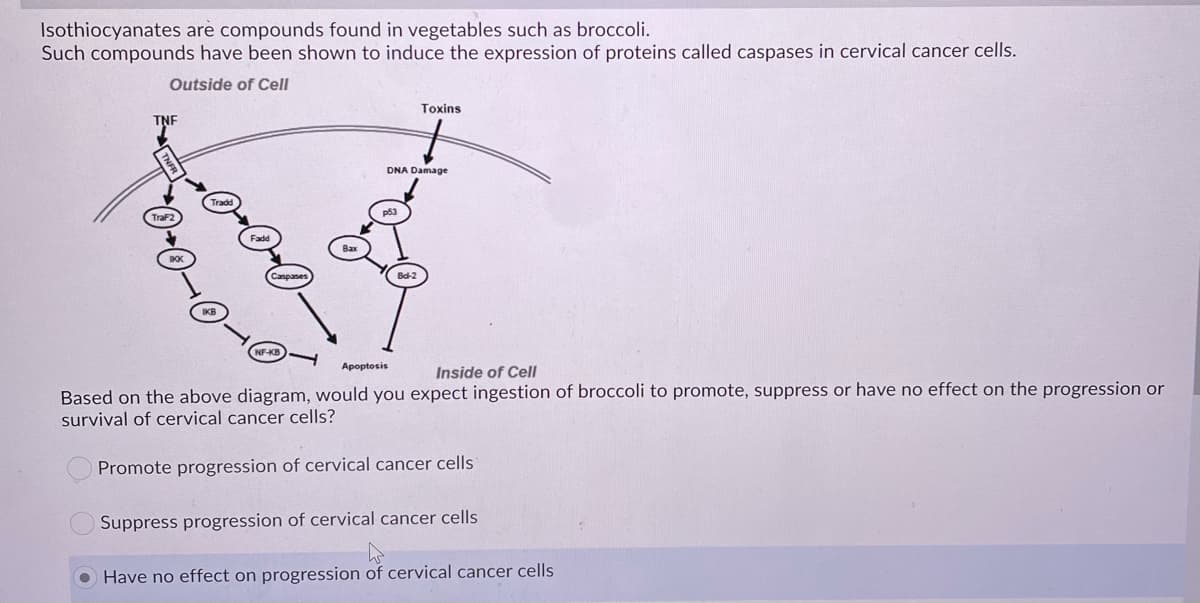 Isothiocyanates arè compounds found in vegetables such as broccoli.
Such compounds have been shown to induce the expression of proteins called caspases in cervical cancer cells.
Outside of Cell
Toxins
DNA Damage
p53
Apoptosis
Inside of Cell
Based on the above diagram, would you expect ingestion of broccoli to promote, suppress or have no effect on the progression or
survival of cervical cancer cells?
Promote progression of cervical cancer cells
Suppress progression of cervical cancer cells
O Have no effect on progression of cervical cancer cells
