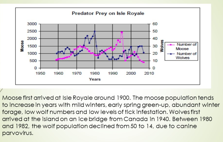 Predator Prey on Isle Royale
3000
60
2500
50
2000
40
Number of
Moose
1500
30
Number of
Wolves
1000
20
500
10
1950
1960
1970
1980
1990
2000
2010
Years
Moose first arrived at Isle Royale around 1900. The moose population tends
to increase in years with mild winters, early spring green-up, abundant winter
forage, low wolf numbers and low levels of tick infestation. Wolves first
arrived at the island on an ice bridge from Canada in 1940. Between 1980
and 1982, the wolf population declined from 50 to 14, due to canine
parvovirus.
Moose
Wolves
