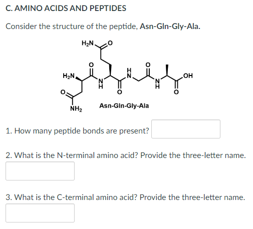 C. AMINO ACIDS AND PEPTIDES
Consider the structure of the peptide, Asn-Gln-Gly-Ala.
H₂N.
OH
Asn-Gln-Gly-Ala
NH₂
1. How many peptide bonds are present?
2. What is the N-terminal amino acid? Provide the three-letter name.
3. What is the C-terminal amino acid? Provide the three-letter name.
H₂N,