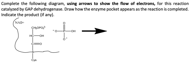 Complete the following diagram, using arrows to show the flow of electrons, for this reaction
catalyzed by GAP dehydrogenase. Draw how the enzyme pocket appears as the reaction is completed.
Indicate the product (if any).
NAD+
ÇHOPO
он
Сys

