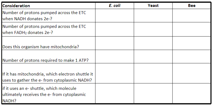 Consideration
Number of protons pumped across the ETC
when NADH donates 2e-?
Number of protons pumped across the ETC
when FADH2 donates 2e-?
Does this organism have mitochondria?
Number of protons required to make 1 ATP?
If it has mitochondria, which electron shuttle it
uses to gather the e- from cytoplasmic NADH?
if it uses an e-shuttle, which molecule
ultimately receives the e- from cytoplasmic
NADH?
E. coli
Yeast
Bee