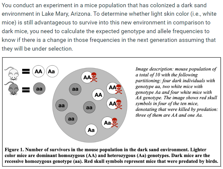 You conduct an experiment in a mice population that has colonized a dark sand
environment in Lake Mary, Arizona. To determine whether light skin color (i.e., white
mice) is still advantageous to survive into this new environment in comparison to
dark mice, you need to calculate the expected genotype and allele frequencies to
know if there is a change in those frequencies in the next generation assuming that
they will be under selection.
AA (Aa
aa
aa
aa
aa
AA
aa
AA
Aa
AA
AA
Aa
Image description: mouse population of
a total of 10 with the following
partitioning: four dark individuals with
genotype aa, two white mice with
genotype Aa and four white mice with
AA genotype. The image shows red skull
symbols in four of the ten mice,
denotating that were killed by predation:
three of them are AA and one Aa.
Figure 1. Number of survivors in the mouse population in the dark sand environment. Lighter
color mice are dominant homozygous (AA) and heterozygous (Aa) genotypes. Dark mice are the
recessive homozygous genotype (aa). Red skull symbols represent mice that were predated by birds.