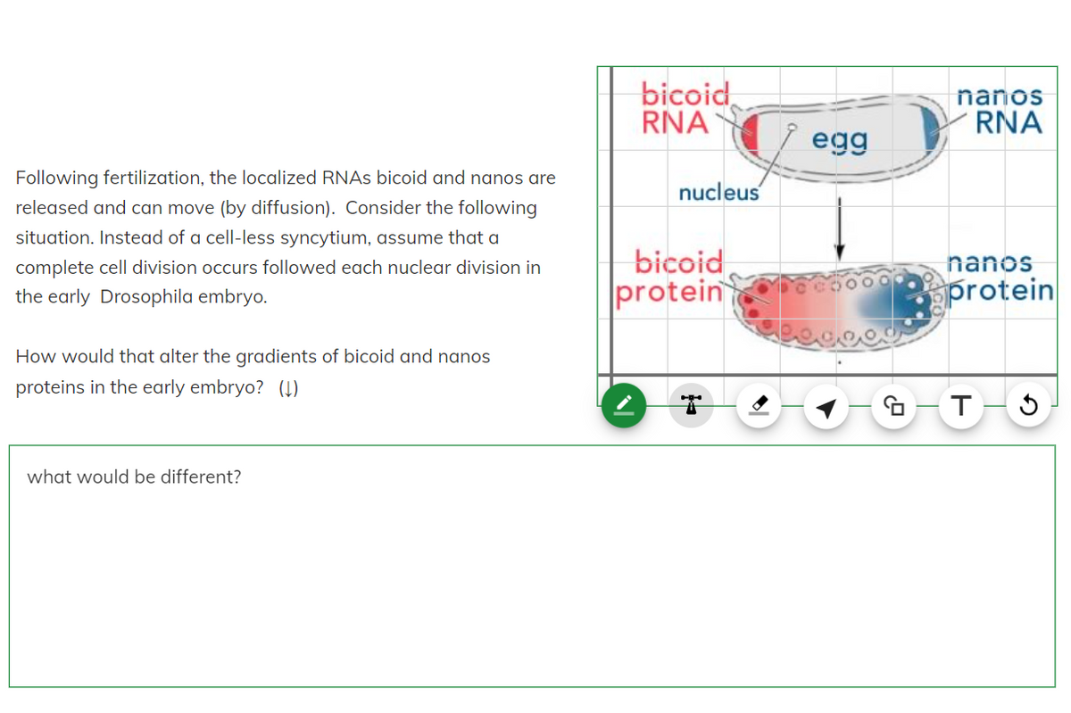 Following fertilization, the localized RNAs bicoid and nanos are
released and can move (by diffusion). Consider the following
situation. Instead of a cell-less syncytium, assume that a
complete cell division occurs followed each nuclear division in
the early Drosophila embryo.
How would that alter the gradients of bicoid and nanos
proteins in the early embryo? (↓)
what would be different?
bicoid
RNA
nucleus
bicoid
protein
egg
nanos
RNA
nanos
protein
GIT 3