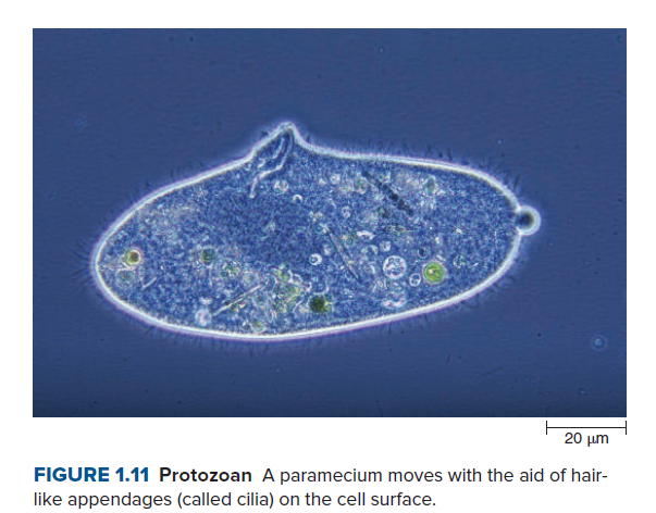20 µm
FIGURE 1.11 Protozoan A paramecium moves with the aid of hair-
like appendages (called cilia) on the cell surface.
