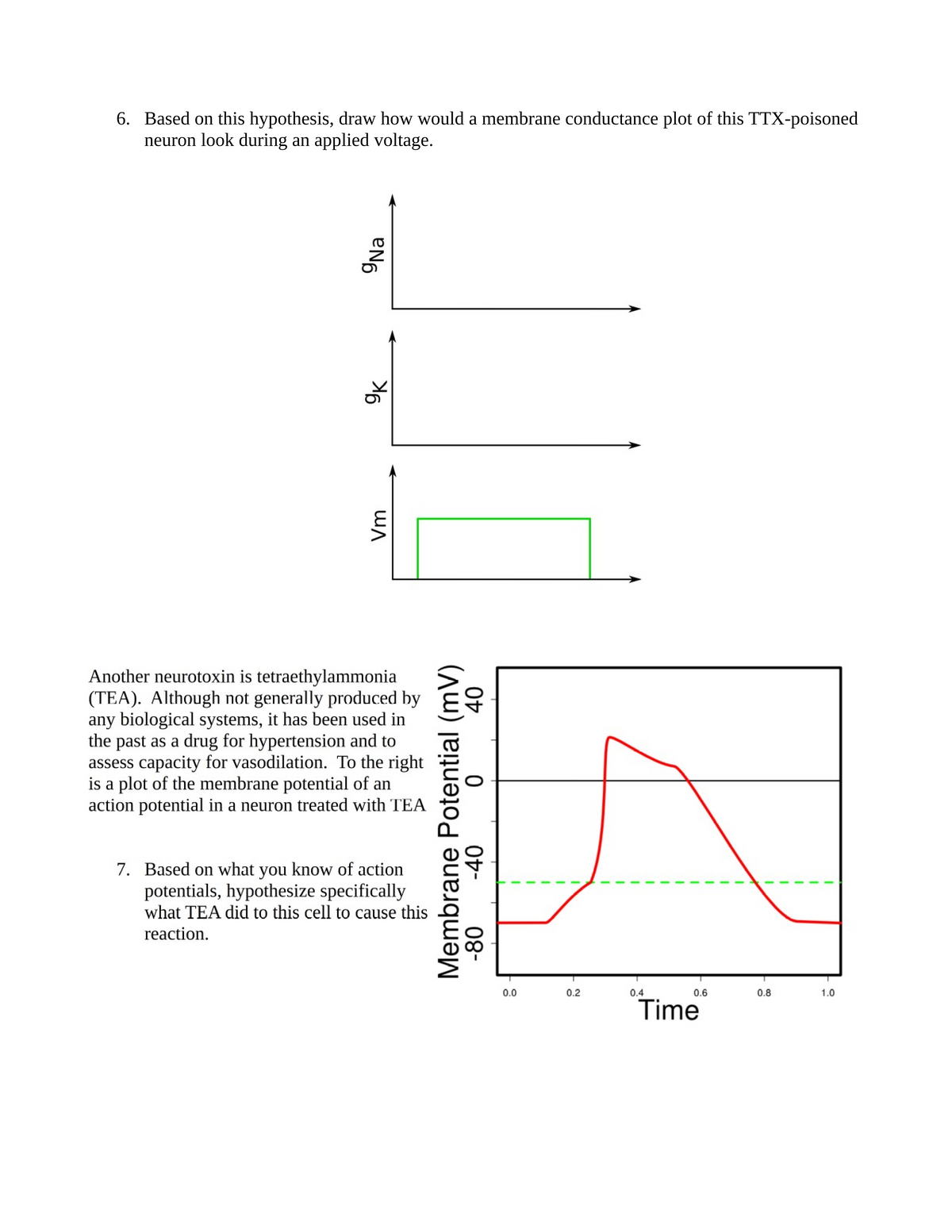 6. Based on this hypothesis, draw how would a membrane conductance plot of this TTX-poisoned
neuron look during an applied voltage.
9Na
>6
Vm
Another neurotoxin is tetraethylammonia
(TEA). Although not generally produced by
any biological systems, it has been used in
the past as a drug for hypertension and to
assess capacity for vasodilation. To the right
is a plot of the membrane potential of an
action potential in a neuron treated with TEA
7. Based on what you know of action
potentials, hypothesize specifically
what TEA did to this cell to cause this
reaction.
40
(mV)
Membrane Potential
0
-40
08-
0.0
0.2
0.4
0.6
Time
0.8
1.0