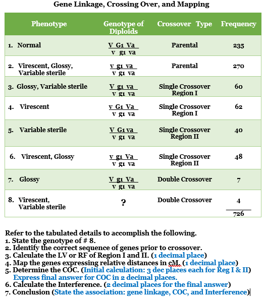 Gene Linkage, Crossing Over, and Mapping
Phenotype
Genotype of Crossover Type Frequency
Diploids
1. Normal
V G1 Va
v gi va
Parental
235
2. Virescent, Glossy,
Variable sterile
v gi va
v gi va
Parental
270
3. Glossy, Variable sterile
V gi va
v gi va
Single Crossover
Region I
60
v G1 Va
v gi va
4. Virescent
Single Crossover
Region I
62
5. Variable sterile
V G1 va
v gi va
Single Crossover
Region II
40
V gi Va
v gi va
6. Virescent, Glossy
Single Crossover
Region II
48
7. Glossy
V gi Va
v gi va
Double Crossover
7
8. Virescent,
Variable sterile
Double Crossover
726
Refer to the tabulated details to accomplish the following.
1. State the genotype of # 8.
2. Identify the correct sequence of genes prior to crossover.
3. Calculate the LV or RF of Region I and II. (1 decimal place)
4. Map the genes expressing relative distances in cM. (1 decimal place)
5. Determine the CỐC. (Initial calculation: 3 dec places each for Reg I& II)
Express final answer for COC in 2 decimal places.
6. Calculate the Interference. (2 decimal places for the final answer)
7. Conclusion (State the association: gene linkage, COC, and Interference)
